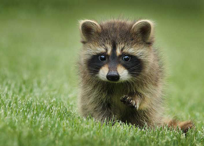 Ein niedliches, flauschiges Waschbär-Baby steht auf einer Wiese und schaut neugierig in die Kamera.