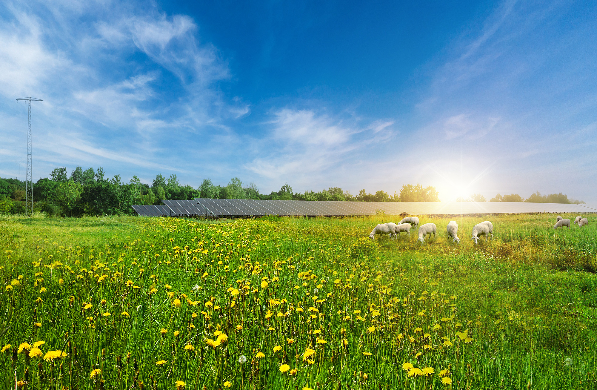 Eine Wiese mit gelben Löwenzahnblüten, Schafen und Solarpanelen unter einem blauen Himmel mit sanften Wolken.
