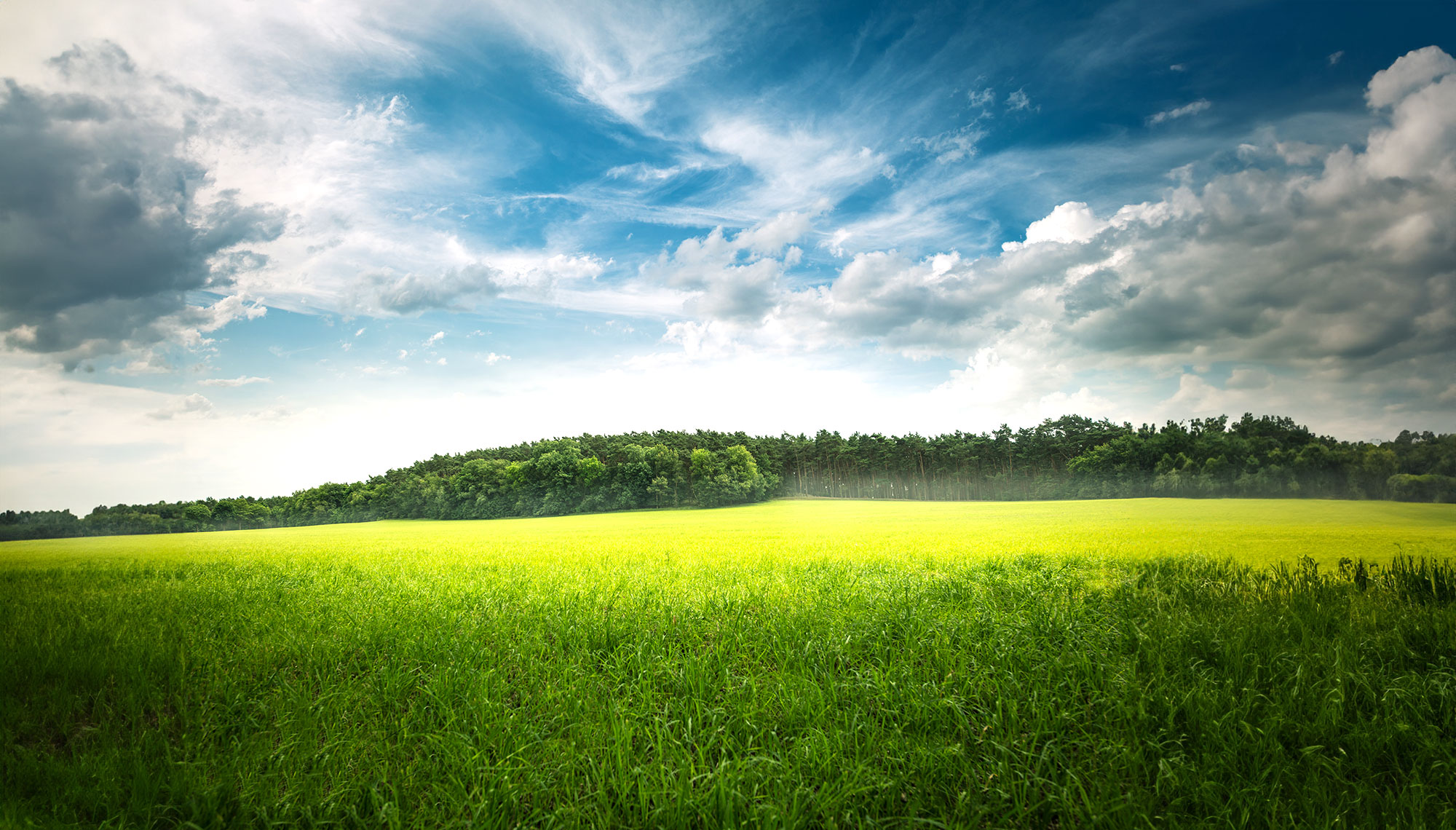 Weite grüne Wiese unter einem bewölkten Himmel mit einem Wald im Hintergrund.