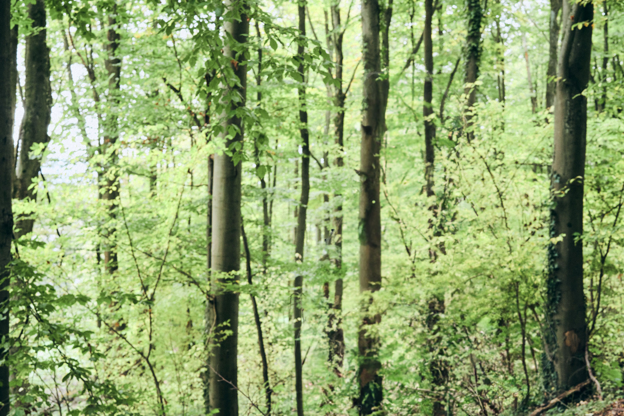Ein dichter, grüner Wald mit vielen Bäumen und frischem Laub, Lichtstrahlen dringen durch das Blattwerk.