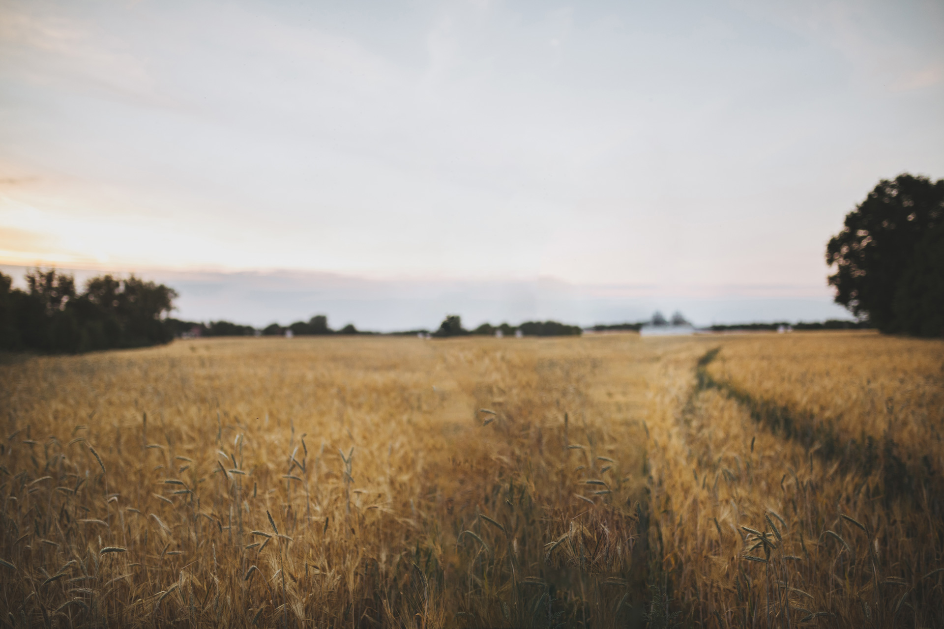 Weite goldene Feldlandschaft unter einem sanft gefärbten Himmel, mit Bäumen im Hintergrund und einem Weg durch das Feld.